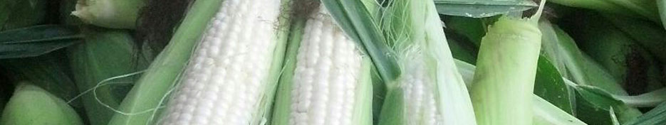 Farm Fresh White Corn