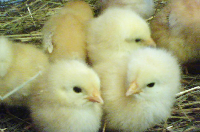Schaefer Farms baby chicks hatching